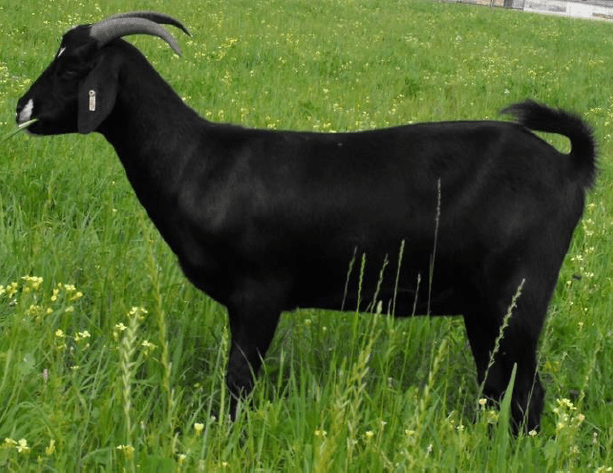 Image for 2023 SEKGA - Spring Sale