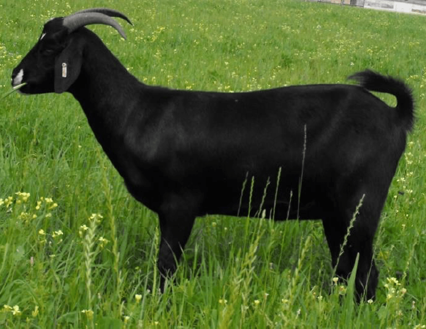 Image for 2023 SEKGA - Spring Sale