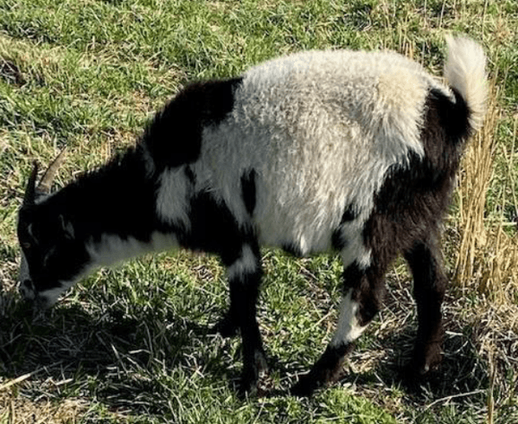 Image for 2023 SEKGA - Spring Sale