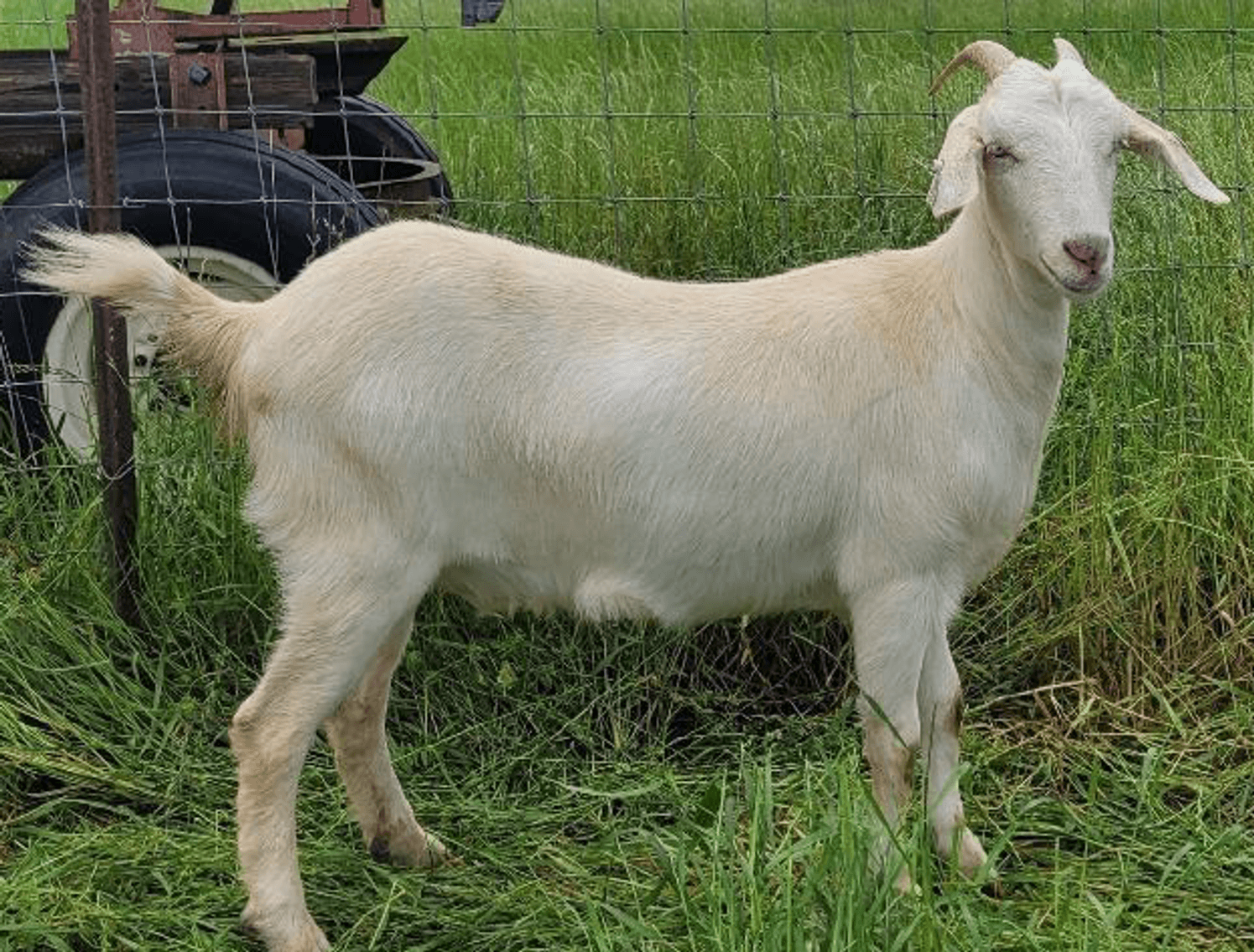 Image for 2023 SEKGA - Spring Sale