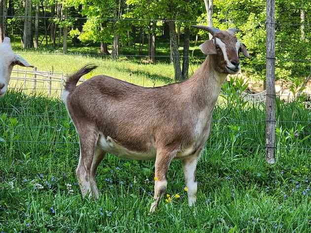 Image for 2023 Mountain Premier Invitational Kiko Sale