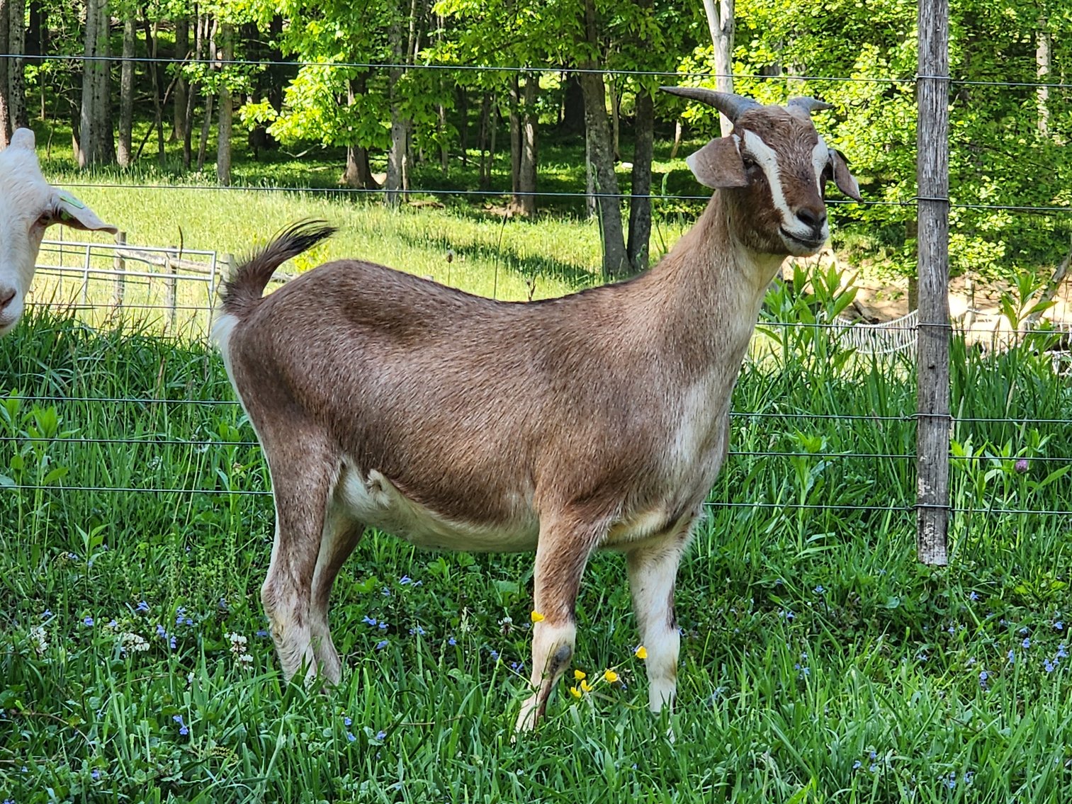 Image for 2023 Mountain Premier Invitational Kiko Sale