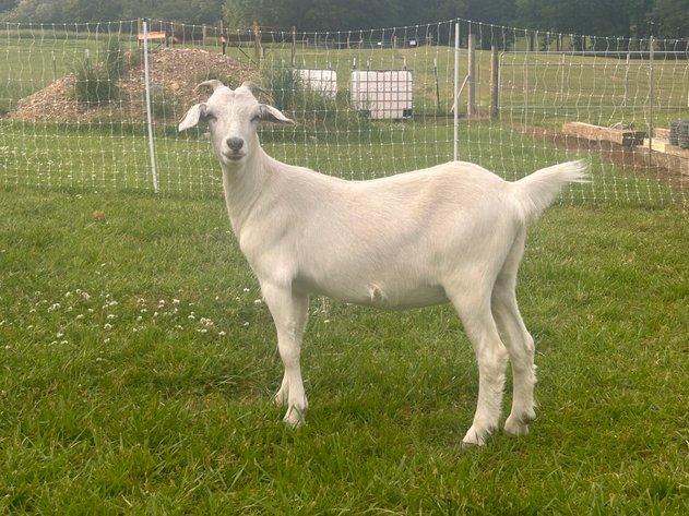 Image for 2023 AKGA - Breeders Showcase Sale