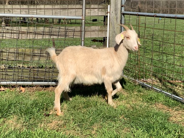 Image for 2023 AKGA - Breeders Showcase Sale