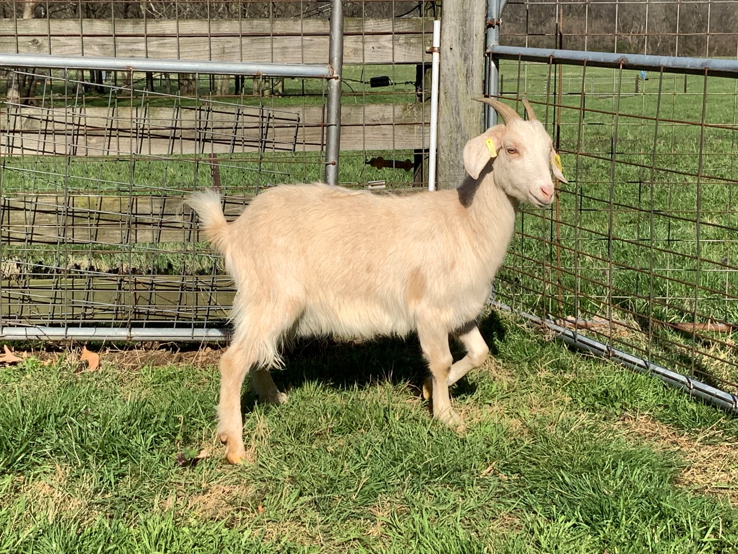 Image for 2023 AKGA - Breeders Showcase Sale