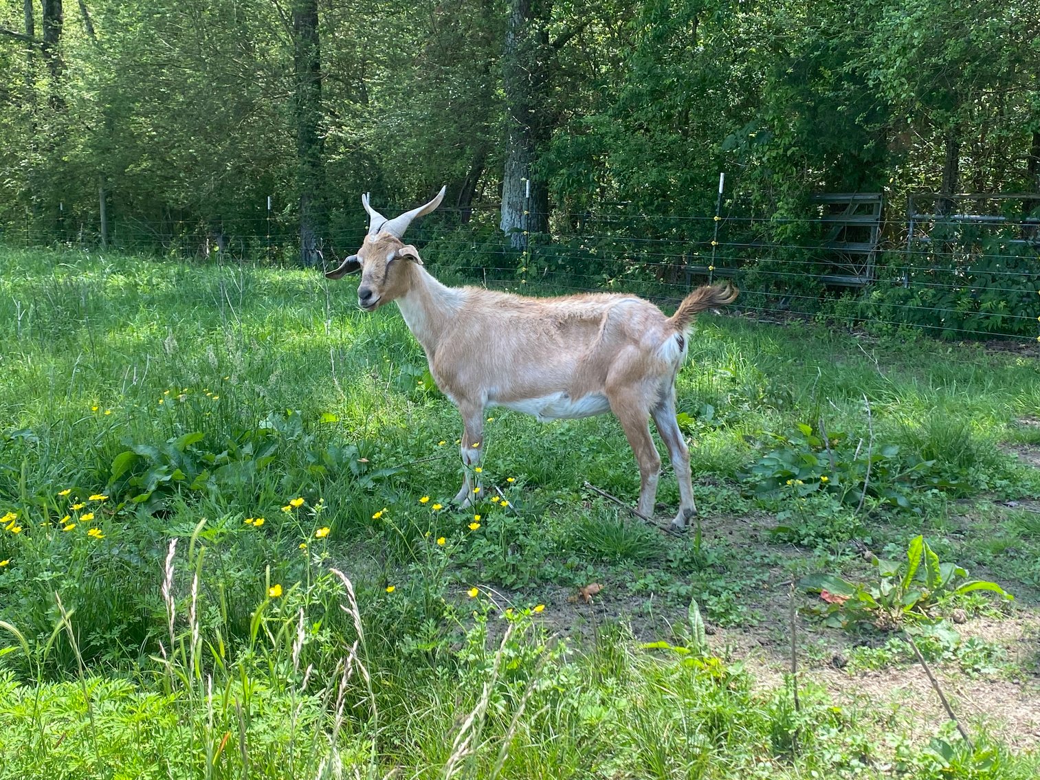 Image for 2023 AKGA - Breeders Showcase Sale