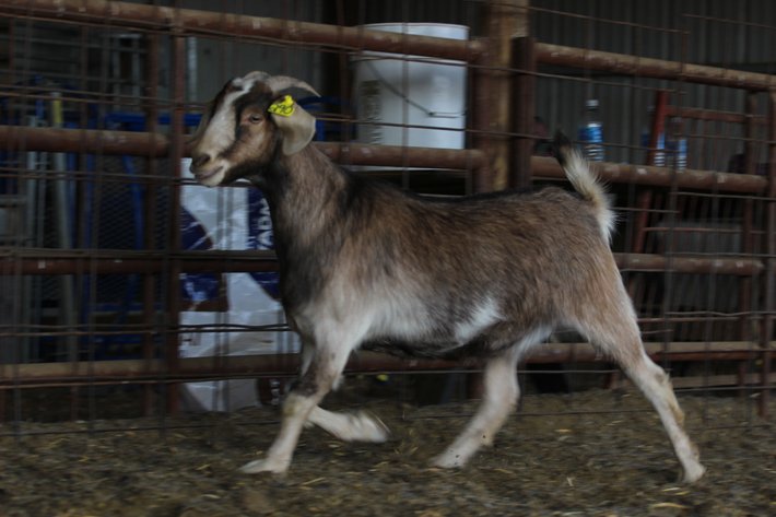 Image for 2023 Heartland Kiko Production Sale