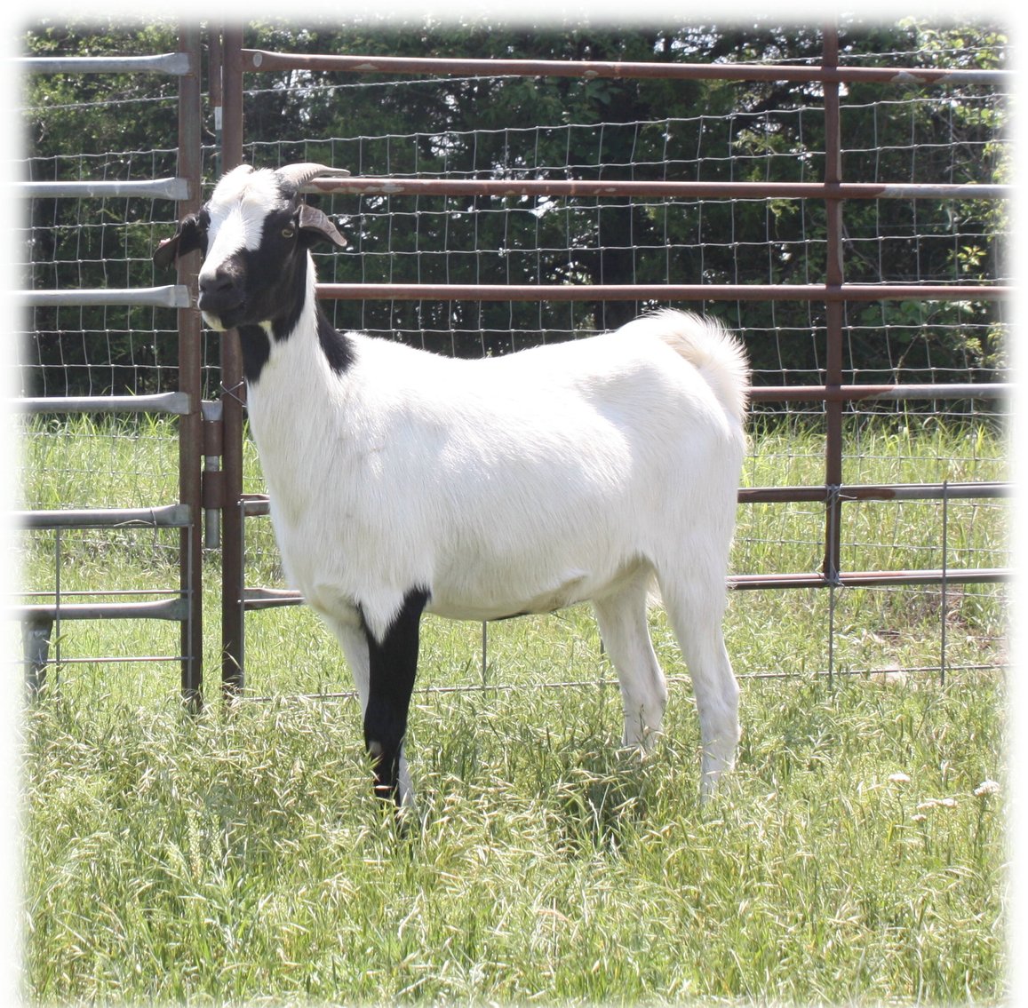 Image for 2023 Heartland Kiko Production Sale