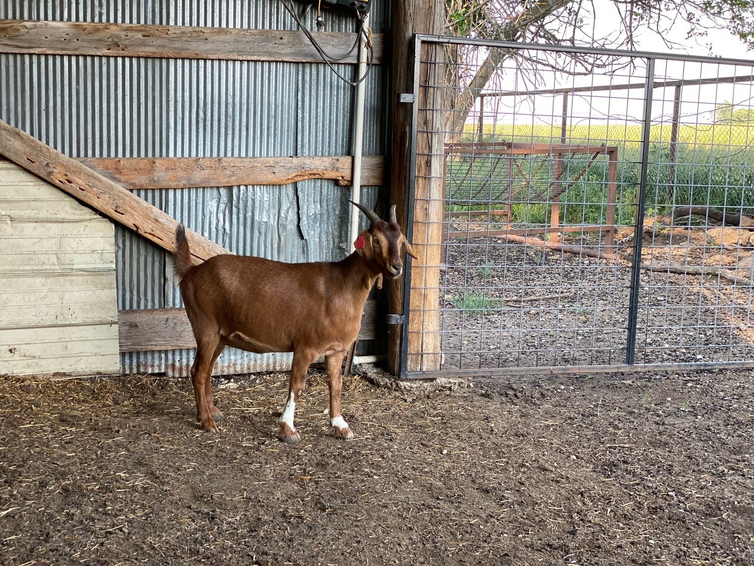 Image for 2023 Heartland Kiko Production Sale