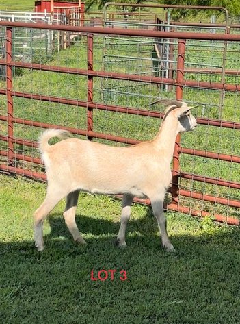 Image for 2023 Heartland Kiko Production Sale