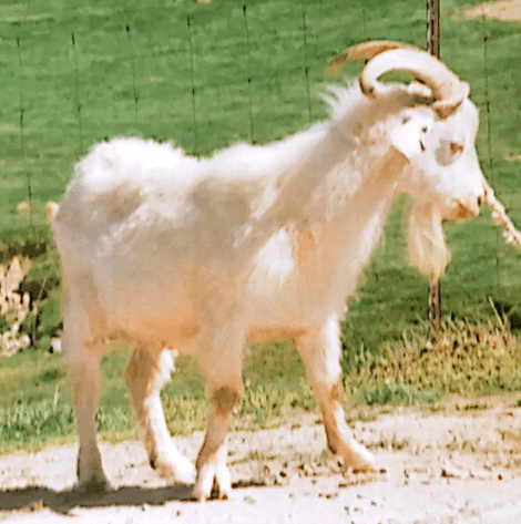 Image for Rolling Meadows Goat- FPO Sale