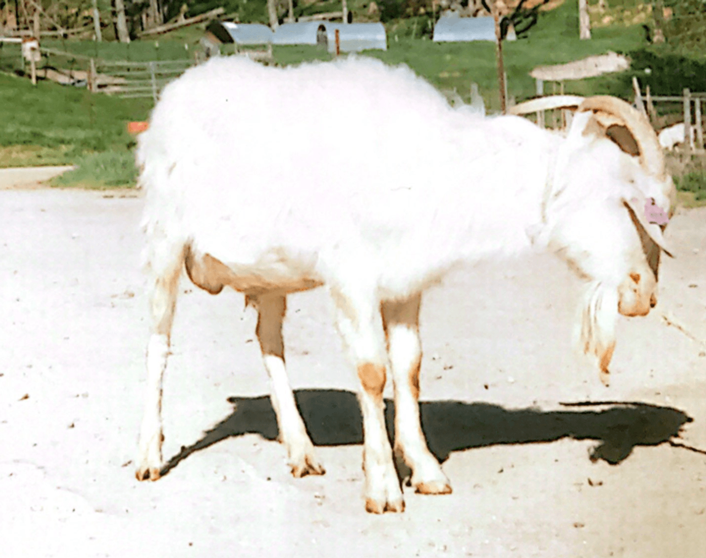 Image for Rolling Meadows Goat- FPO Sale