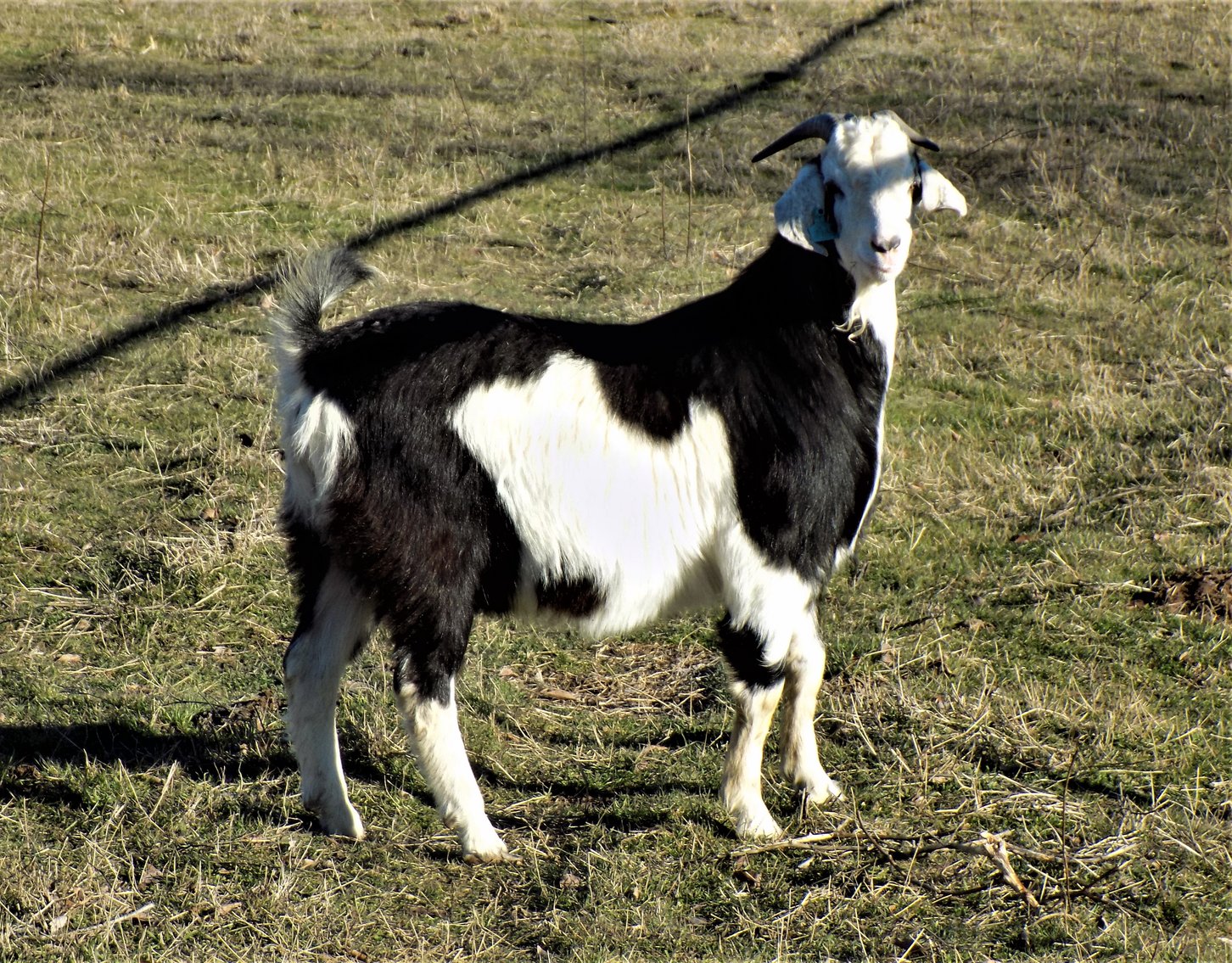 Image for 2023 Goat Days of Summer