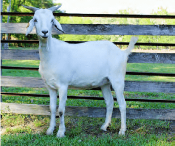 Image for 2023 Heritage Kiko Showcase Sale