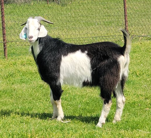 Image for 2023 Green Country- Online Sale