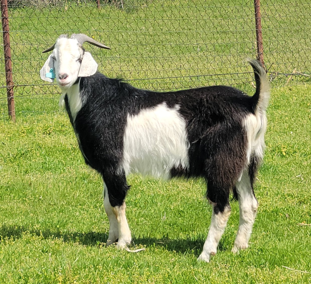 Image for 2023 Green Country- Online Sale