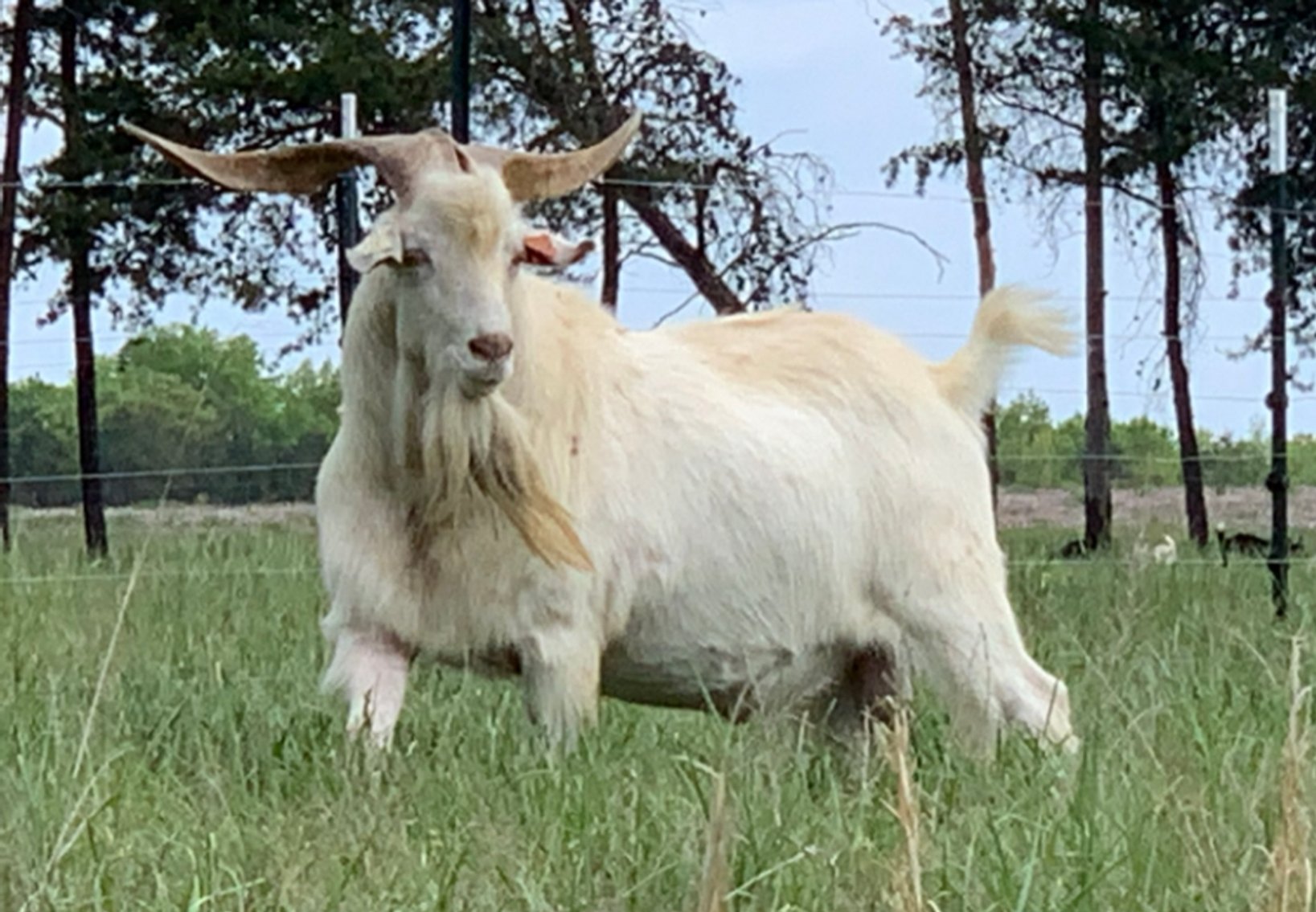 Image for 2023 Green Country- Online Sale