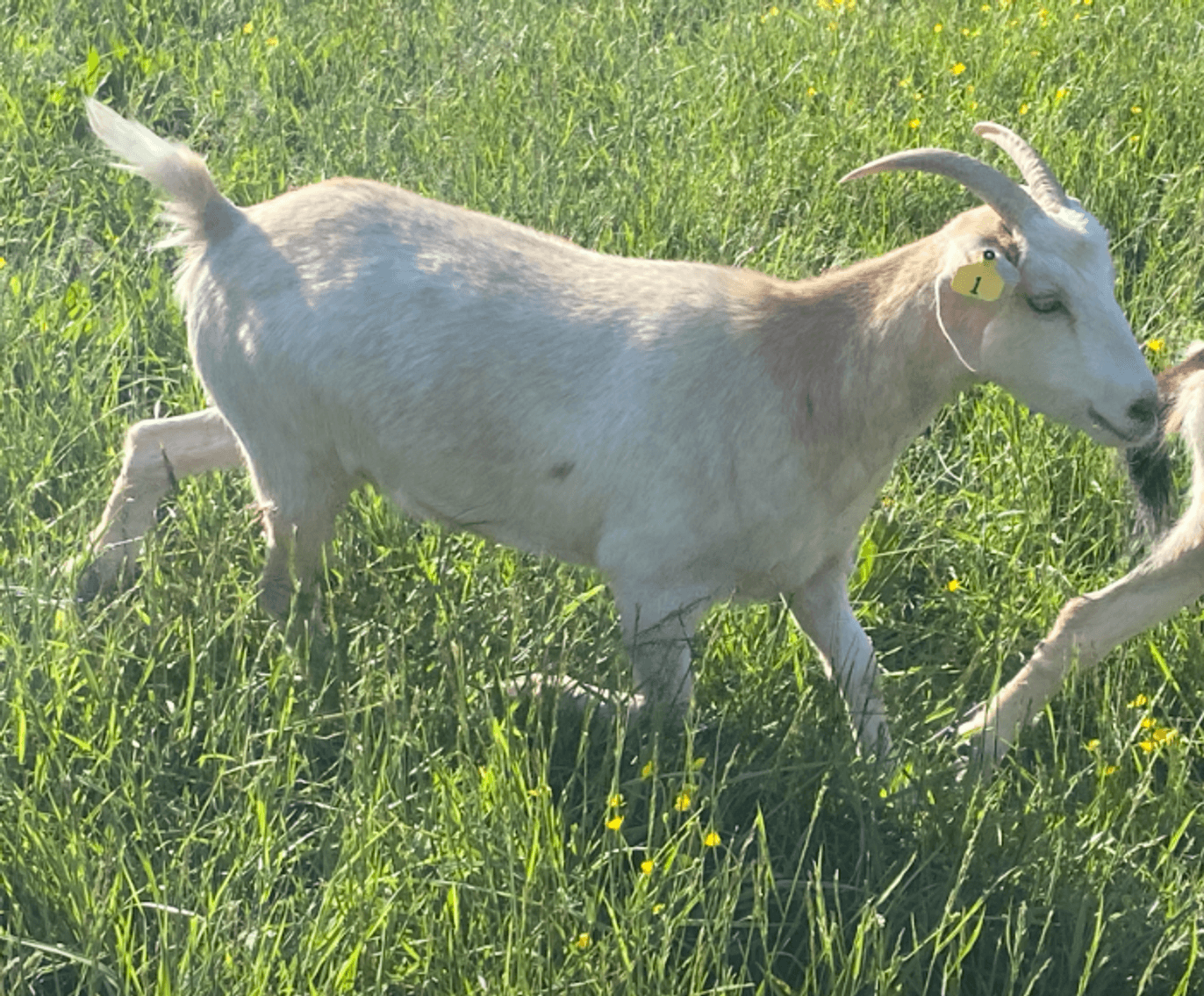 Image for 2023 Appalachian Kiko Invitational