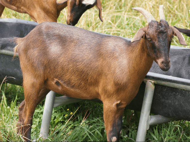 Image for 2023 Appalachian Kiko Invitational