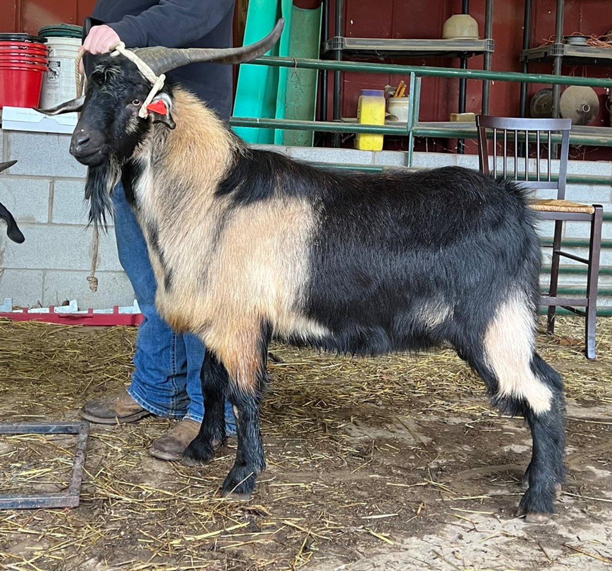 Image for 2023 Green Country- Online Sale