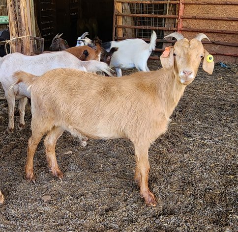 Image for 2023 Appalachian Kiko Invitational