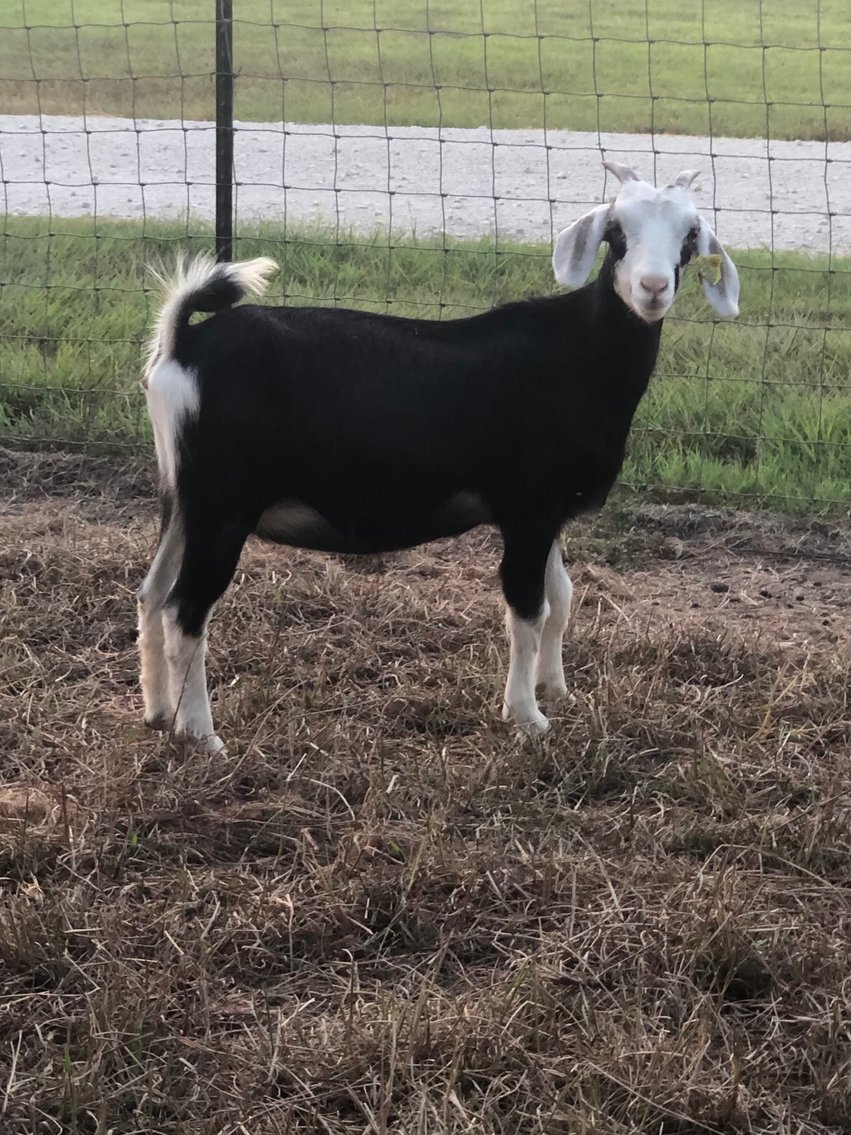 Image for 2023 Oklahoma Hills Kiko Invitational