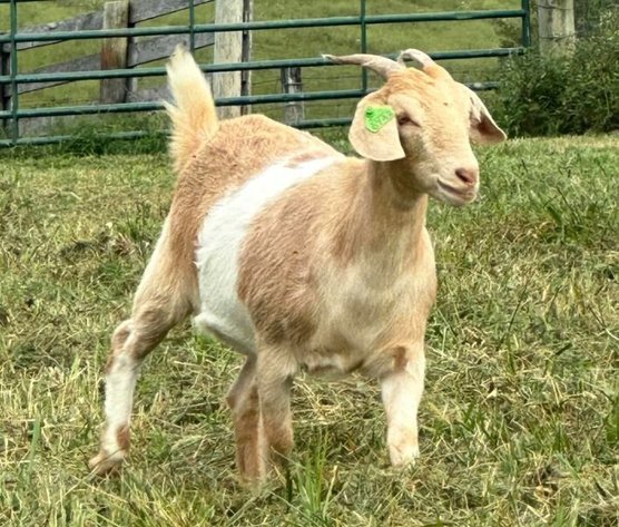 Image for 2023 Cream Of The Crop- Kiko Sale