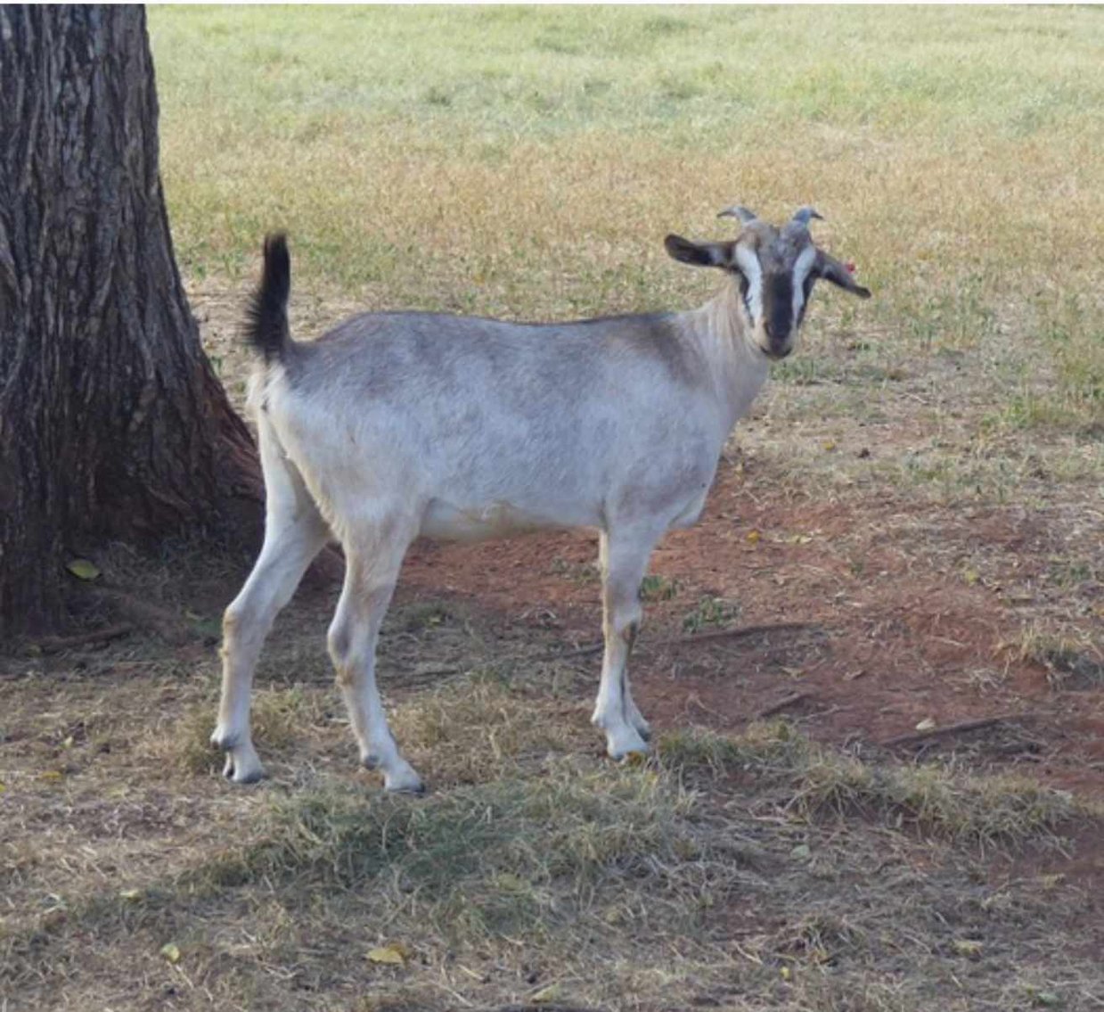 Image for 2023 Oklahoma Hills Kiko Invitational