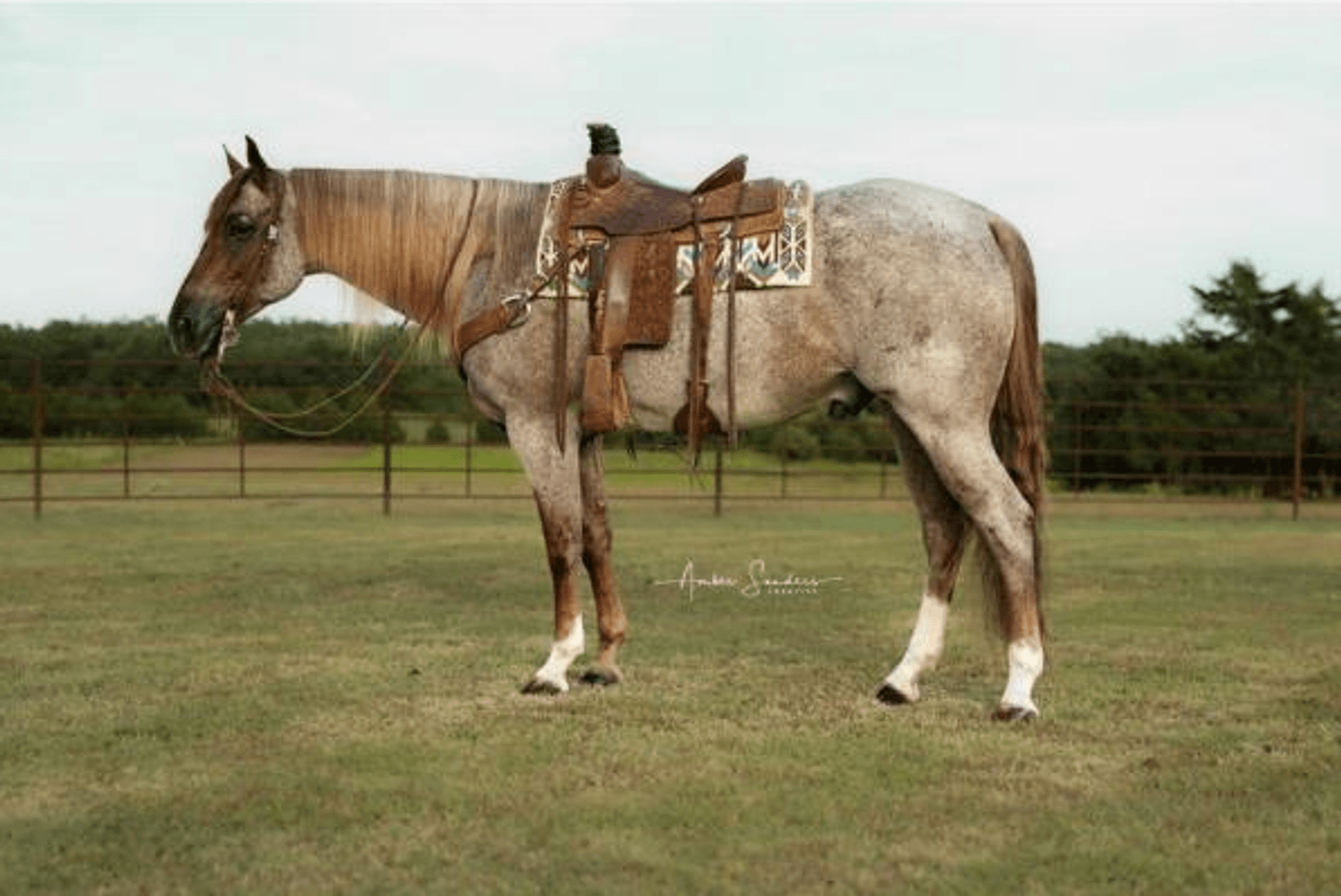 Image for 2023 World Cup Rope Horse Sale