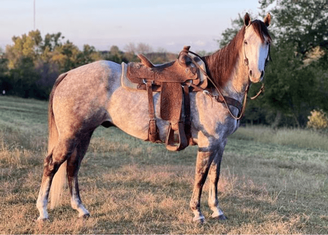 Image for 2023 World Cup Rope Horse Sale