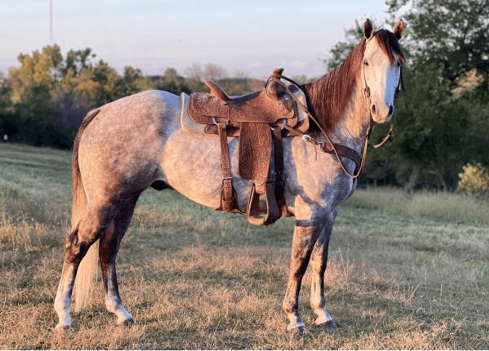 Image for 2023 World Cup Rope Horse Sale