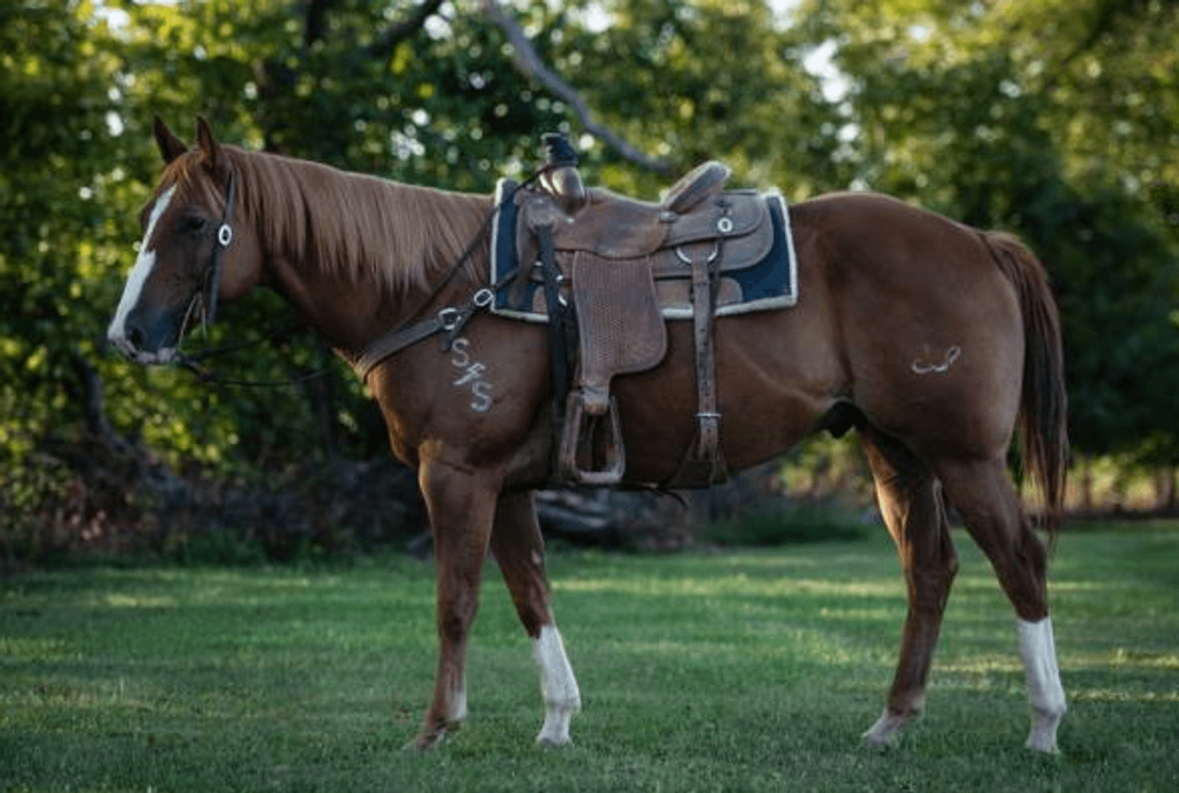 Image for 2023 World Cup Rope Horse Sale