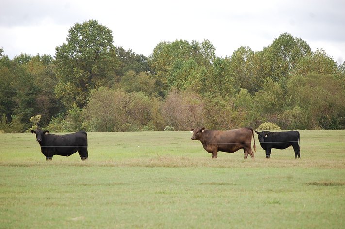 Cattle Auction - October 26