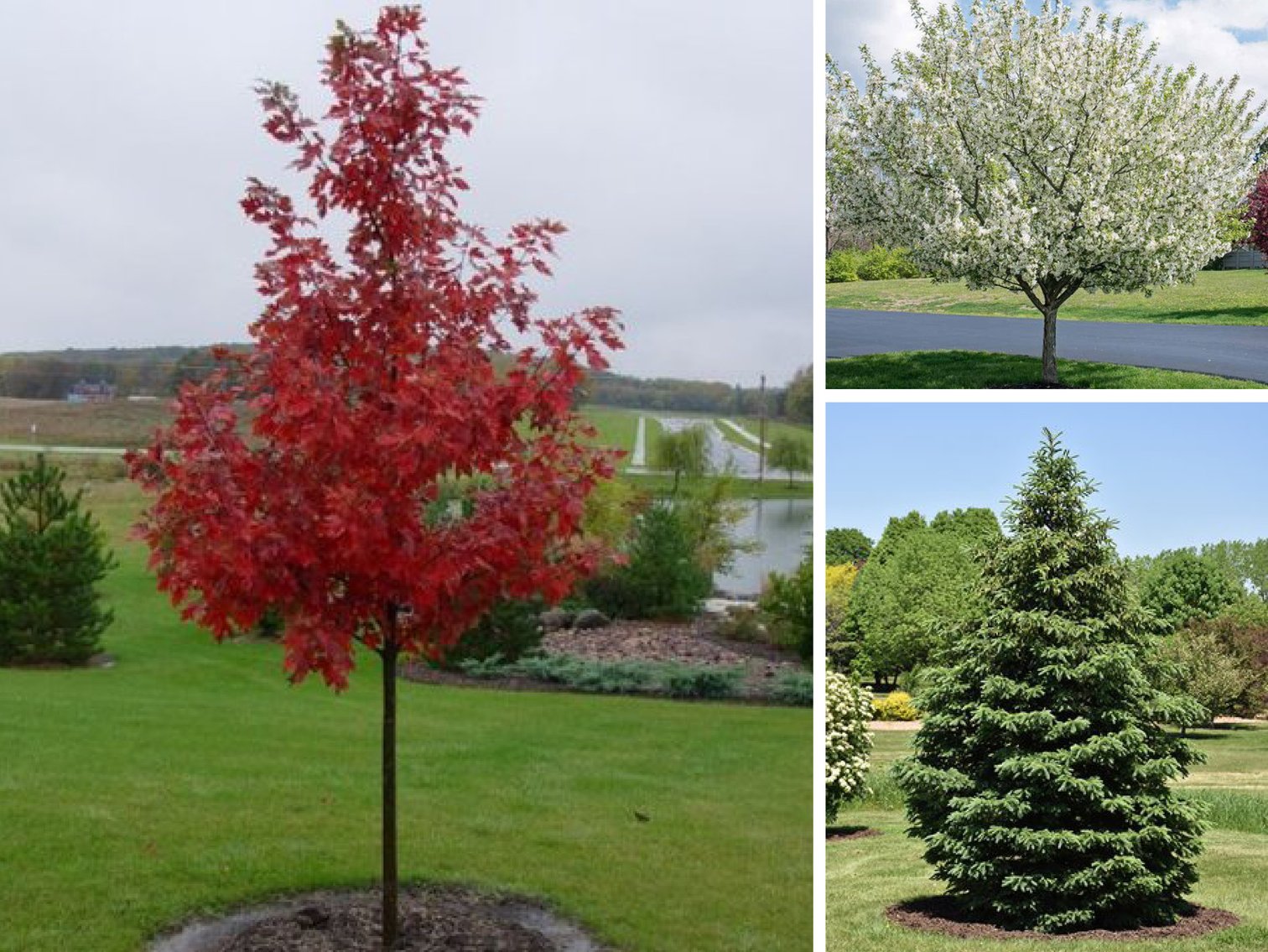 Early June Tree Auction