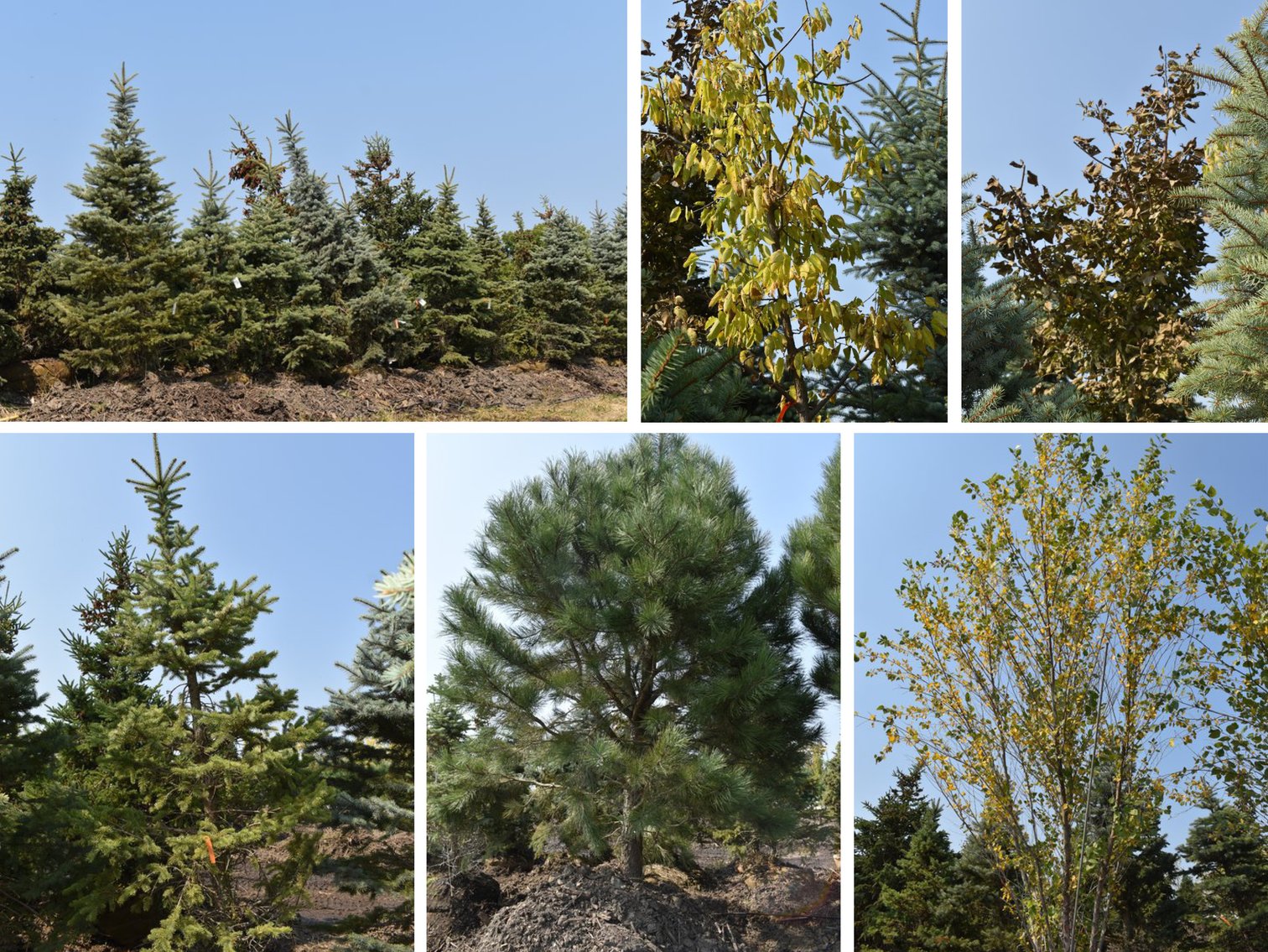 Tree Auction in Loretto, MN: Spruce, River Birch, Hackberry (127890)