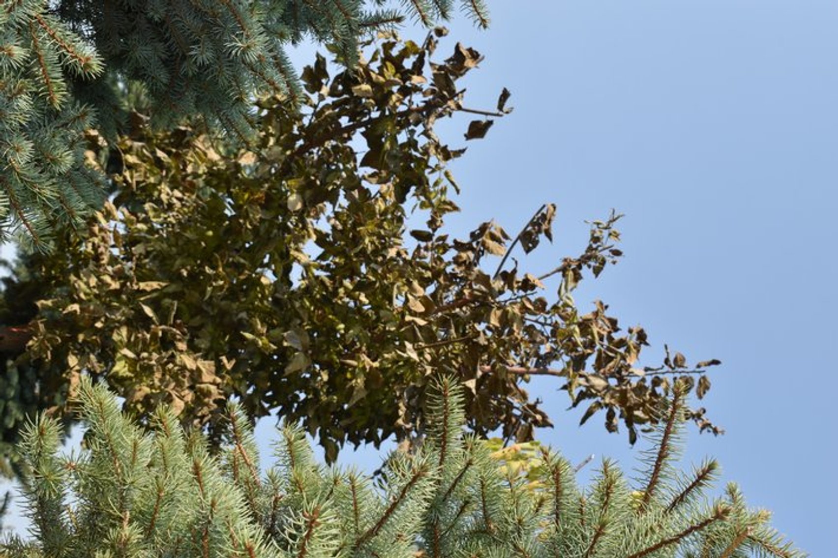 Tree Auction in Loretto, MN: Spruce, River Birch, Hackberry (127890)