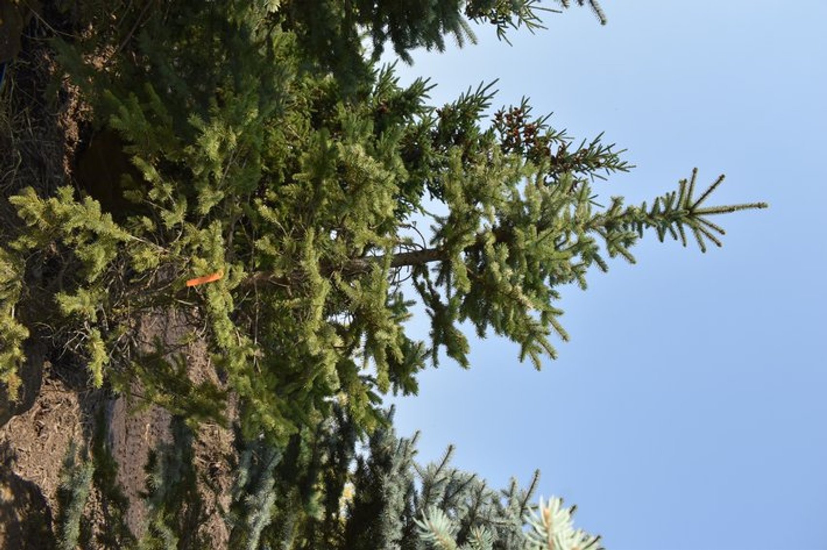 Tree Auction in Loretto, MN: Spruce, River Birch, Hackberry (127890)