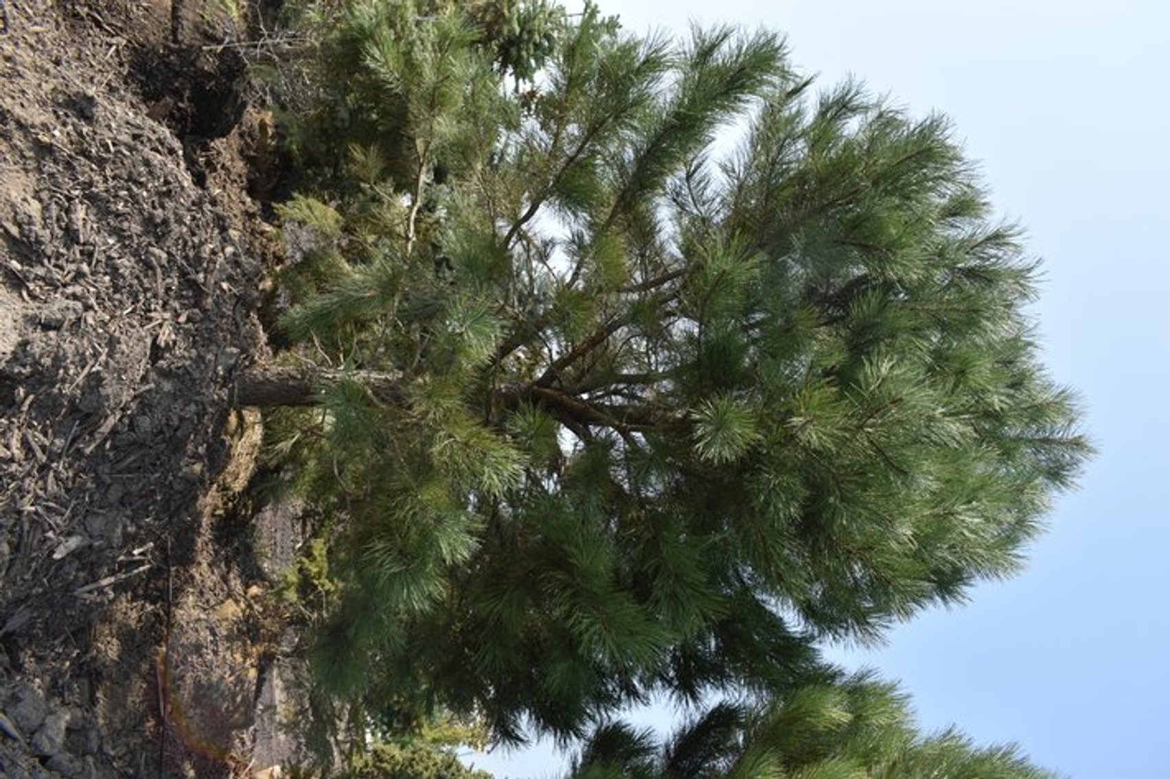 Tree Auction in Loretto, MN: Spruce, River Birch, Hackberry