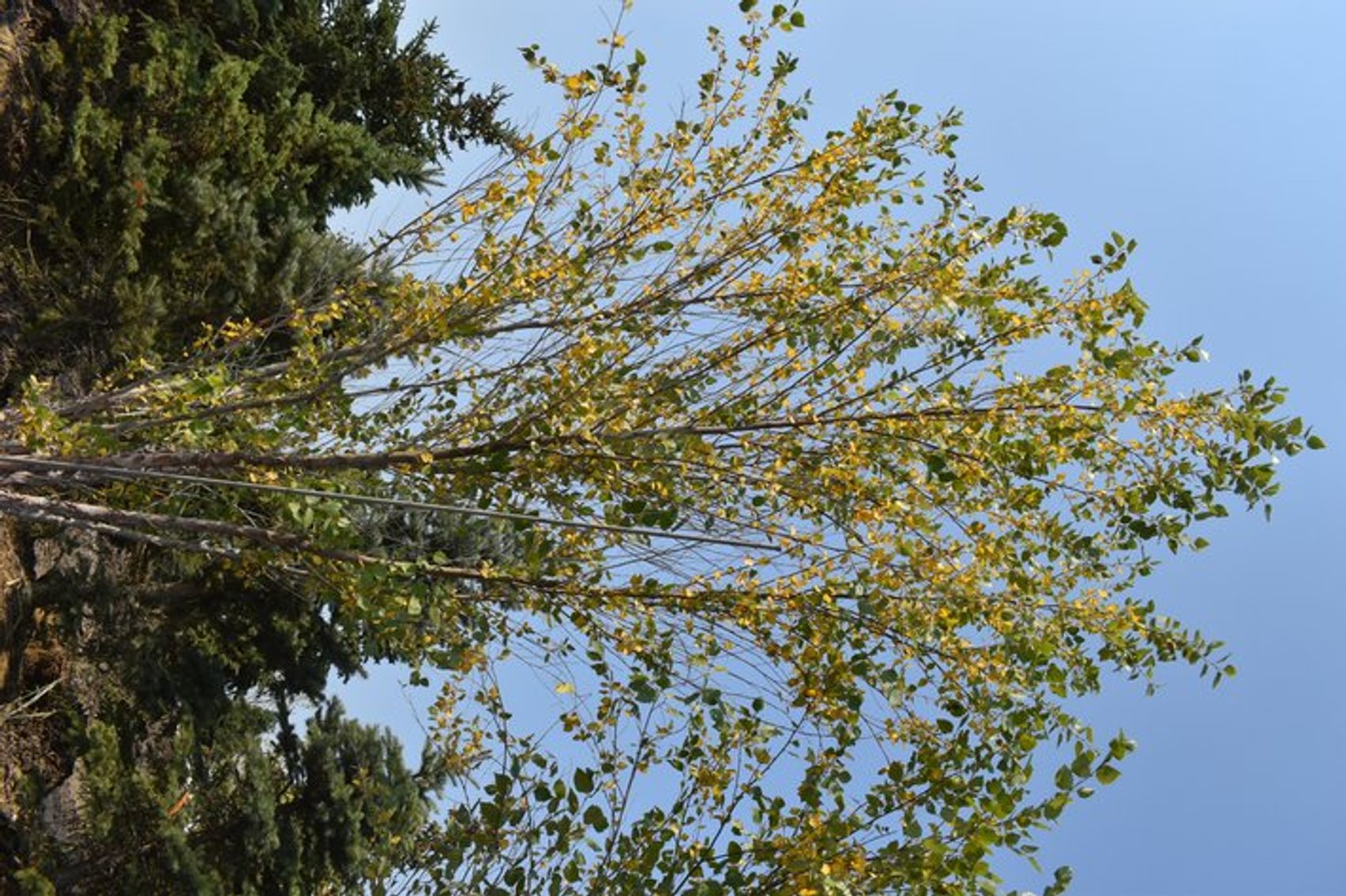 Tree Auction in Loretto, MN: Spruce, River Birch, Hackberry (127890)