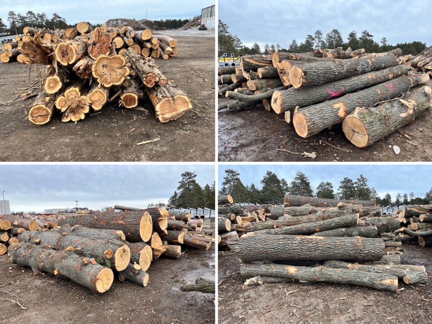 Fire Wood & Lumber Logs