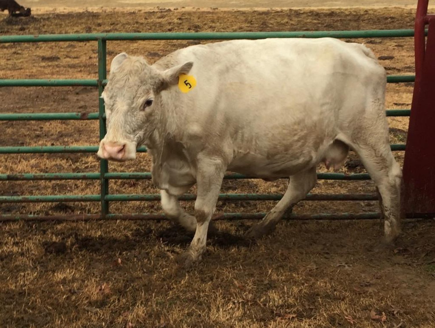 Local beef herd dispersal