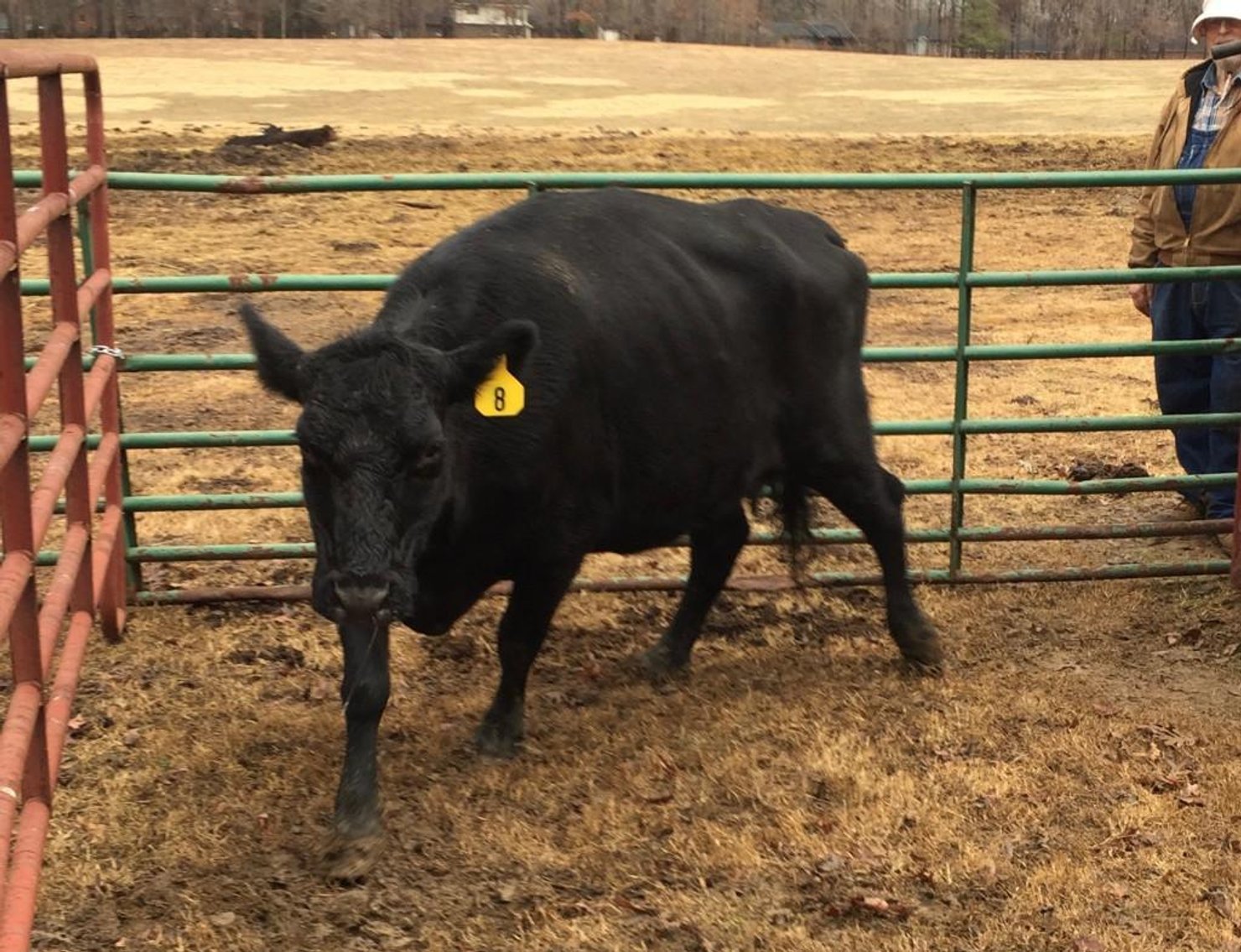 Local beef herd dispersal