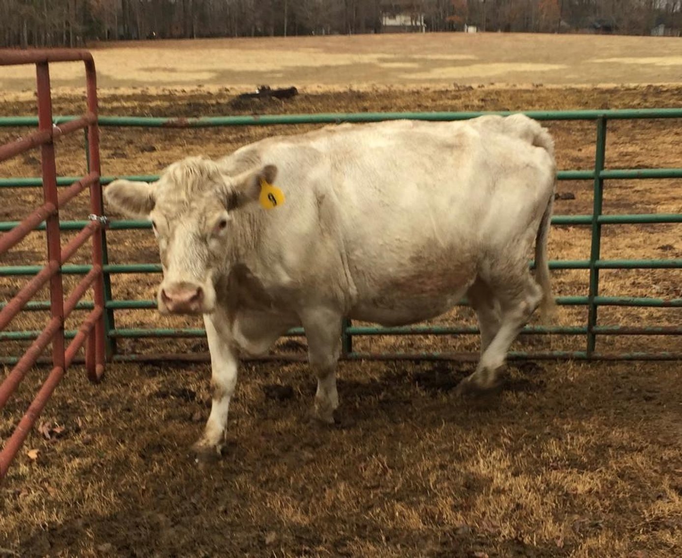 Local beef herd dispersal