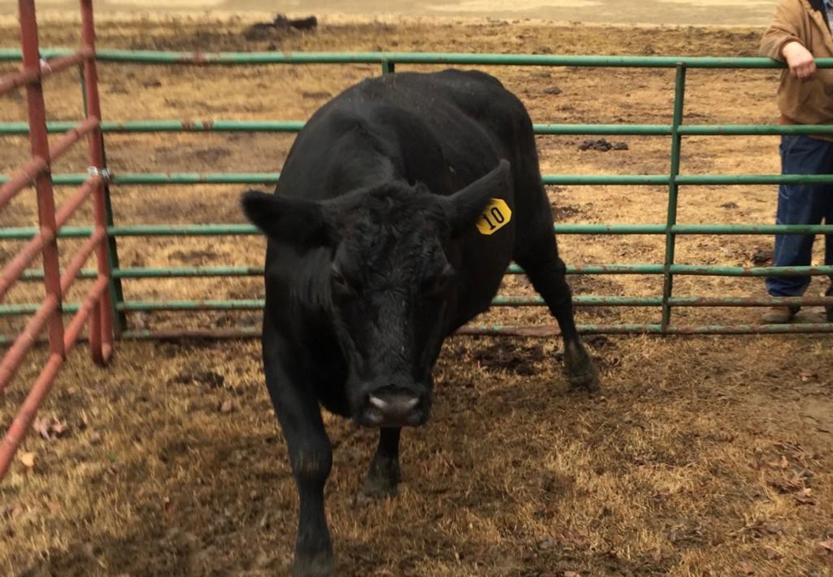 Local beef herd dispersal