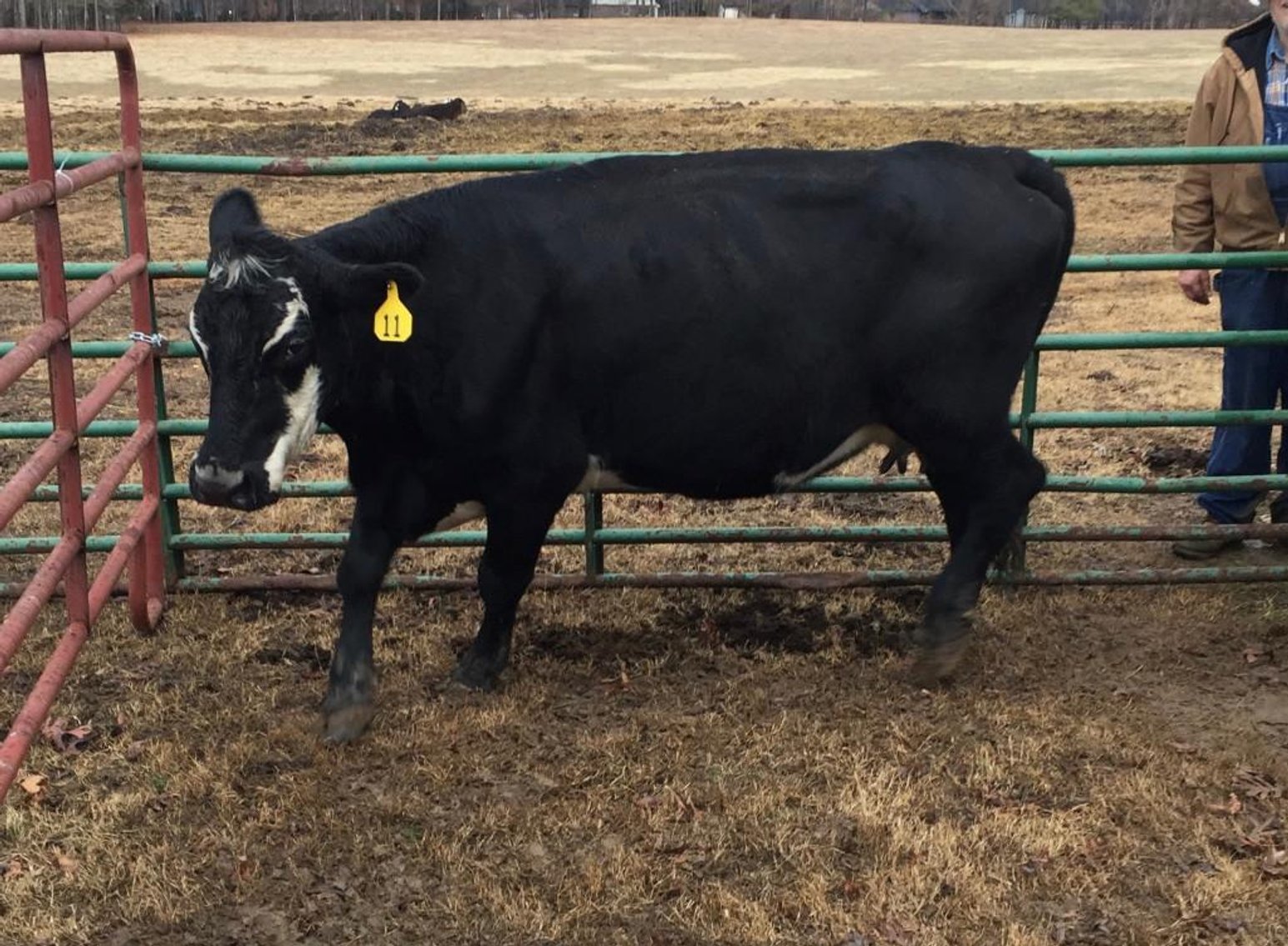 Local beef herd dispersal