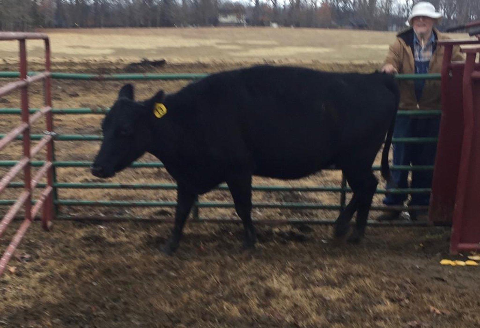 Local beef herd dispersal