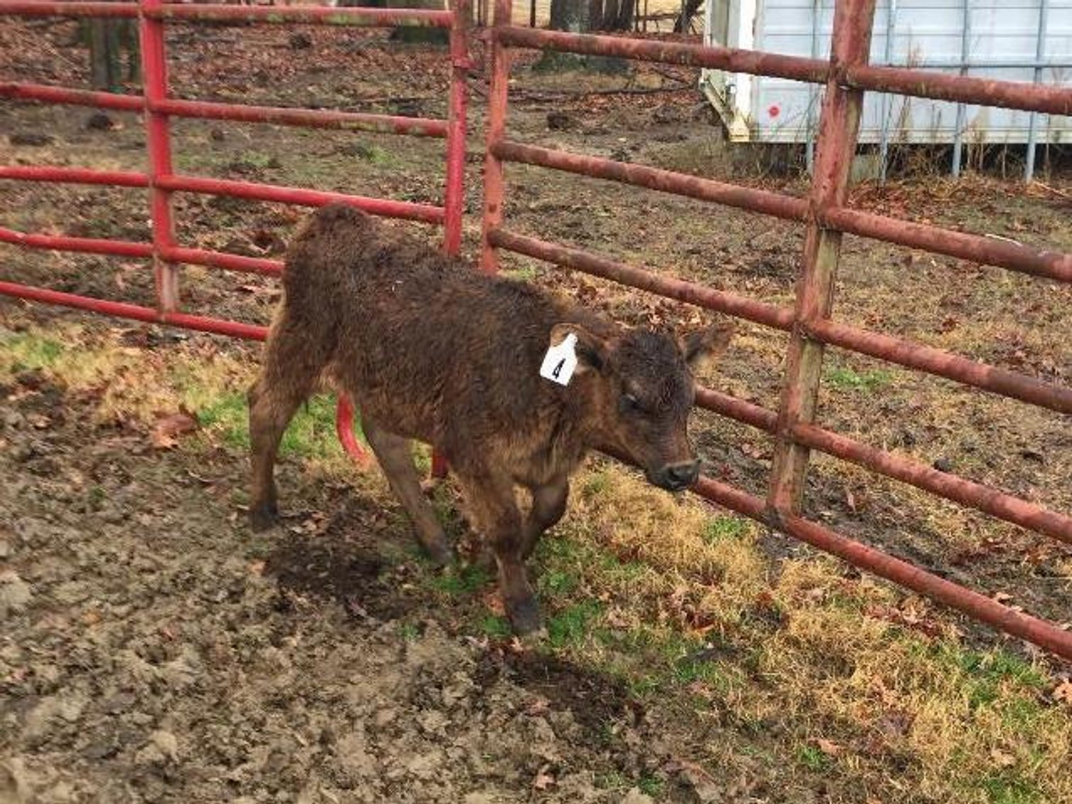 Local beef herd dispersal