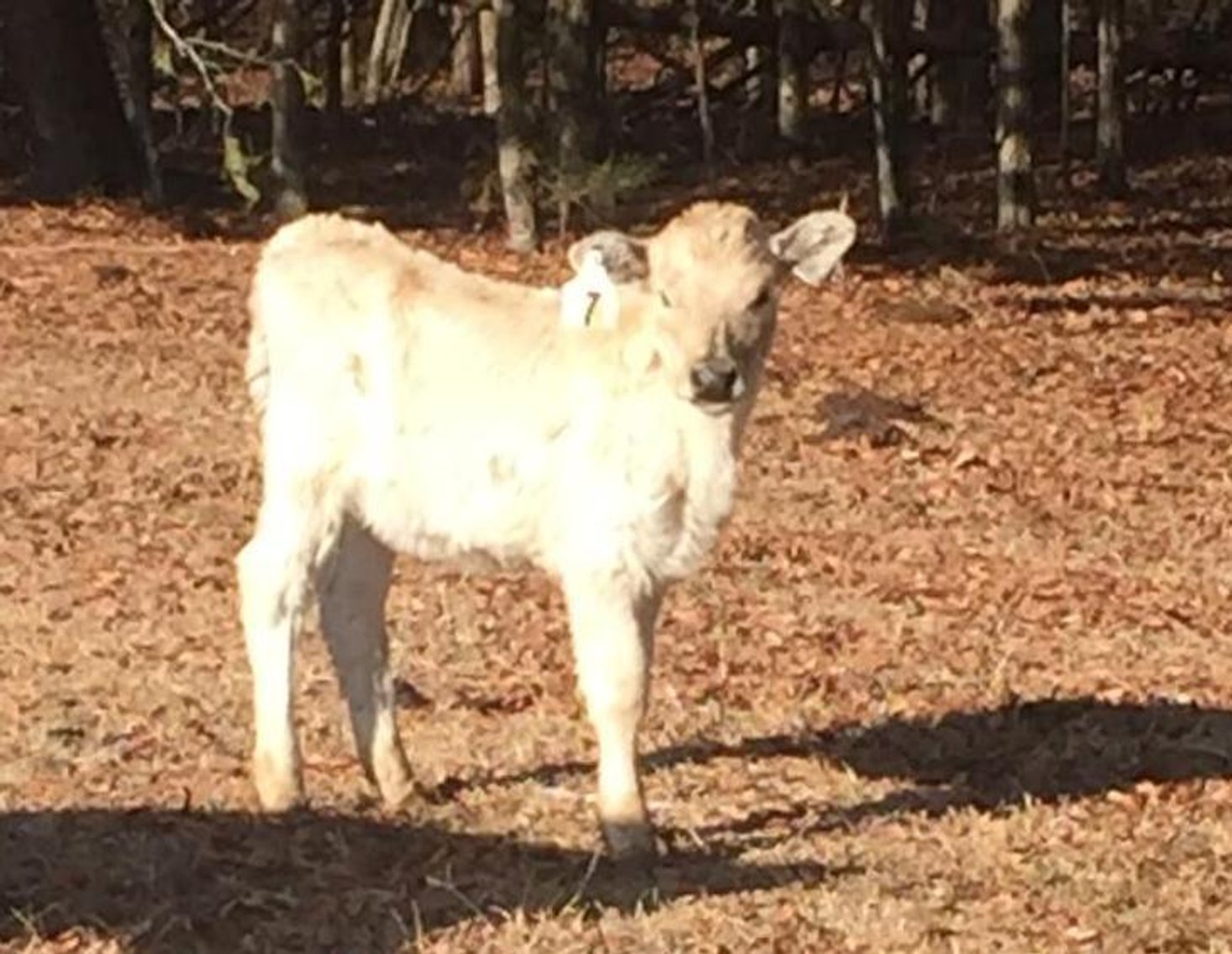 Local beef herd dispersal