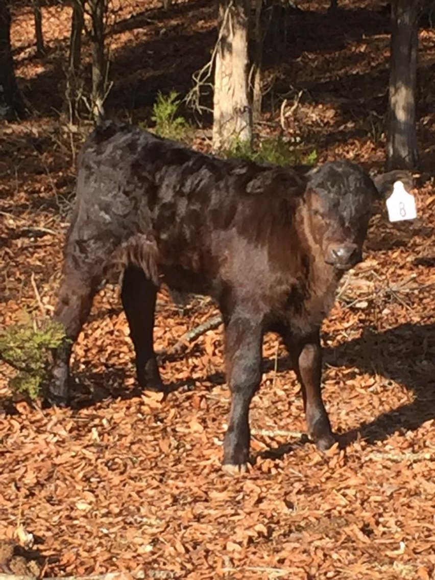 Local beef herd dispersal