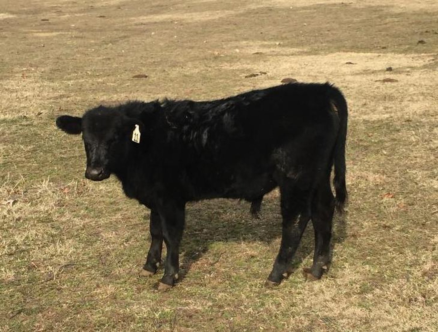 Local beef herd dispersal